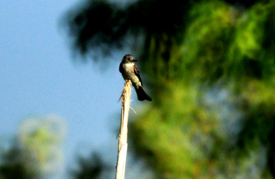 810countybird2222222.JPG