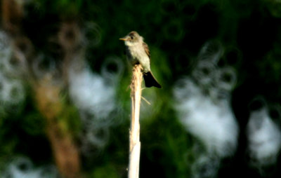 810countyflycatcher222222222zzzzzzzzzzz.JPG