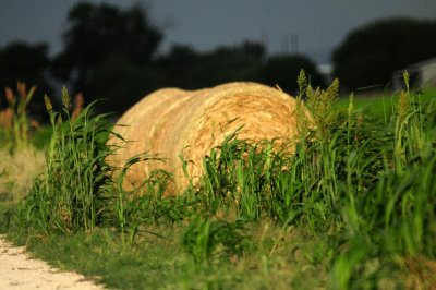 810countyhay.JPG