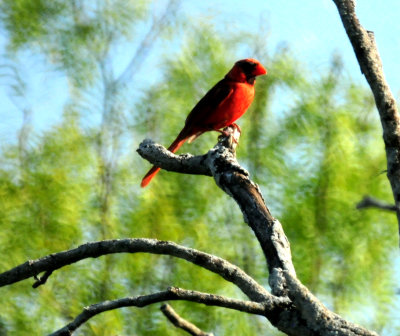 810countycardinal.JPG
