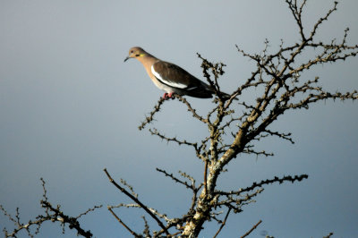 810countywhitewingeddove.JPG