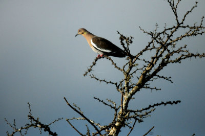 810countywhitewinged.JPG