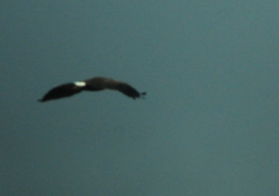 811countyharris'shawk.JPG