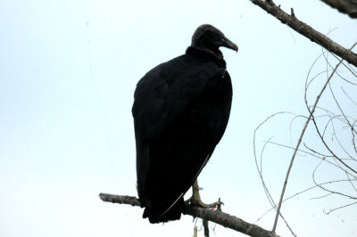 811countyblackvultureday.JPG