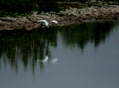 811countygreategret.JPG