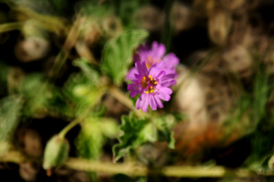 812lcountypurpleflora.JPG