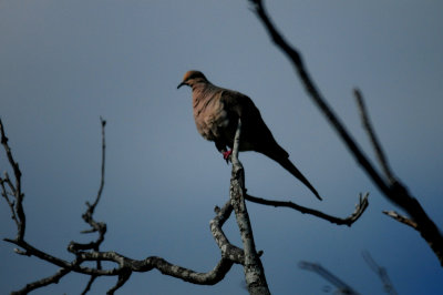 812lcountymourningdove.JPG