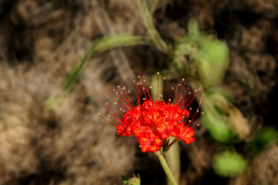 812lcountyredflora.JPG