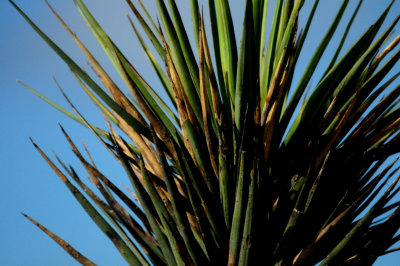 812lcountyyucca.JPG