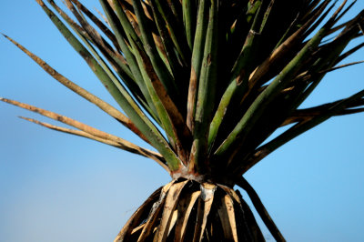812lcountyyucca22222222.JPG