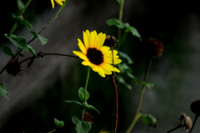812lcountysunflower.JPG