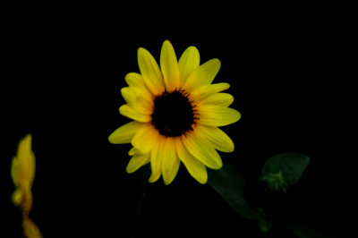 812lcountysunflower2.JPG