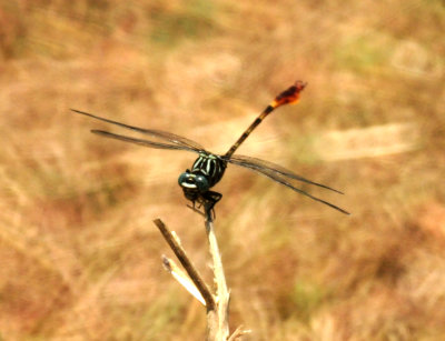 812cook'ssloughflagtailedspinyleg.JPG