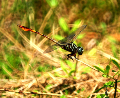 812cook'ssloughflagtailedspinyleg22222zzzzzzzz.JPG