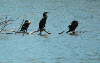 812cook'ssloughneos.JPG