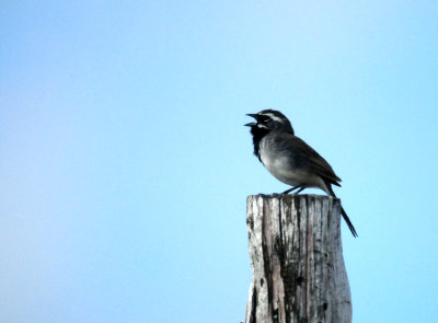813countyblackthroatedsingingzzzzzzzzzzzzzzzzzzz.JPG