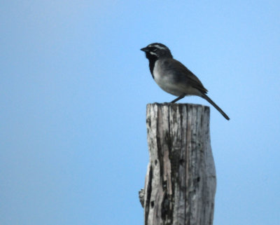 813countyblackthroatedsparrow13zzz.JPG