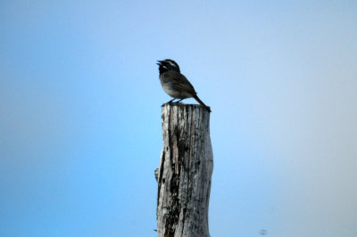 813countyblackthroatedsparrow111111.JPG