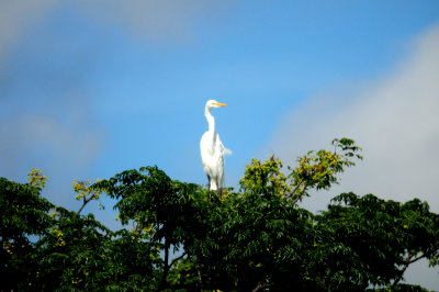 814countycook's.greategret22222