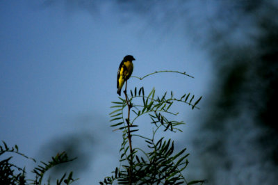 814countycook's.lessergoldfinch2222222zzzzzzzz