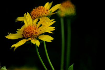 814countycook's.ccowpendaisies