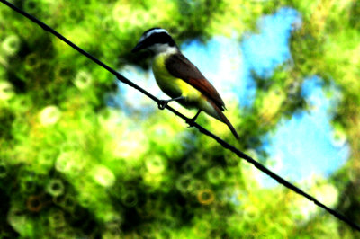 814countycook's.greatkiskadee66666666666