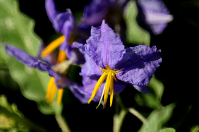 815cook'ssloughsilverleafnightshade.JPG