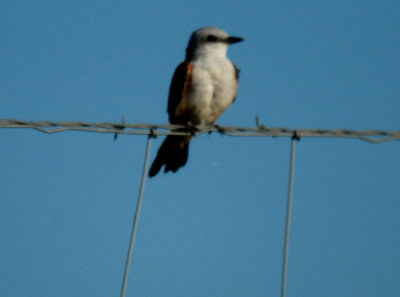 815countyscissortailed.JPG