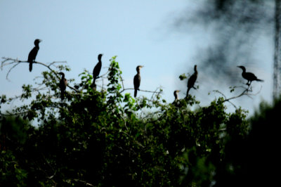 815cook'ssloughneotropics.JPG