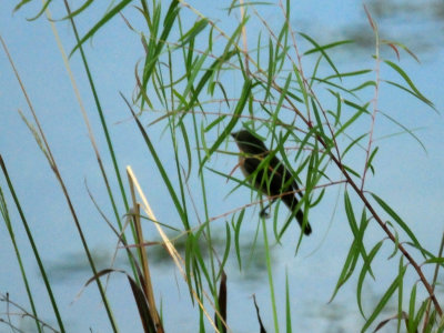 816countybird.JPG