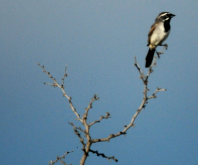 816countyblackthroatedsparrow.JPG