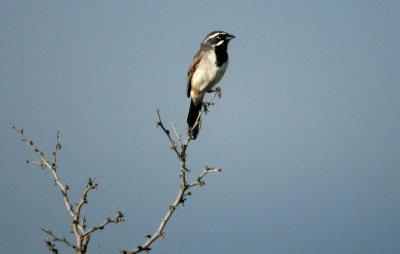 816countyblackthroatedsparrowwwwwwzzzzzz.JPG
