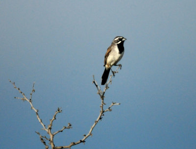 816countyblackthroatedsparrowzzzzzzzzzzzzzzz.JPG