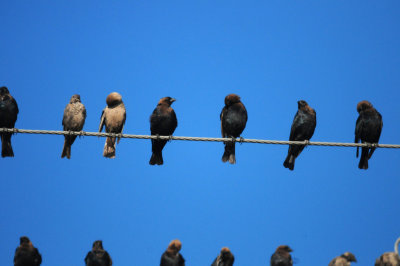 816countybrownheadedcowbirds.JPG