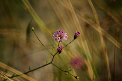 816countypinkflora.JPG