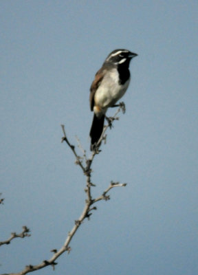 816countyblackthroated.JPG