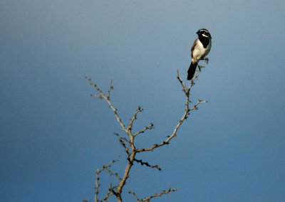 816countyblackthroatedsparrow2222222.JPG