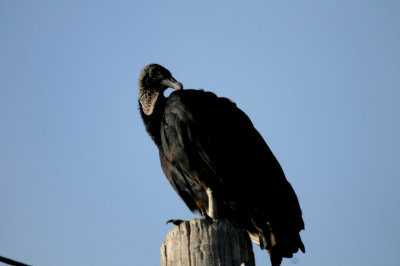 816countyblackvulture.JPG
