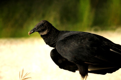 816countyblackvulturezzzzzz.JPG