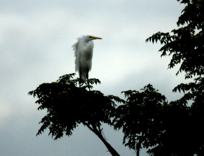 817countycook'sg2greategret.JPG