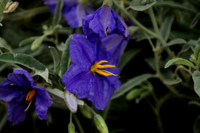 817countycook'ssilverleafnightshade.JPG