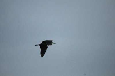 817countycook'sgreatblueheron.JPG