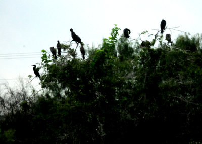 817countycook'sneotropic.JPG