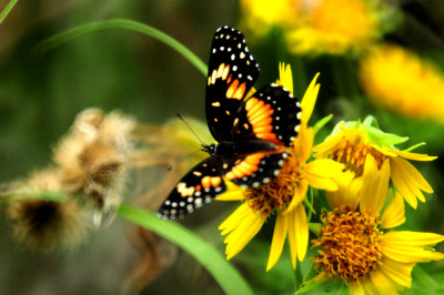 817countycook'svborderedpatchcowpendaisies.JPG