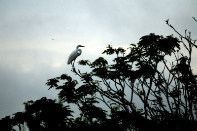 817countycook'sgreategret.JPG