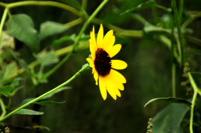 817countycook'ssunflower2222222.JPG