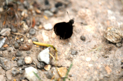 817countycook'scommonsootywinged.JPG