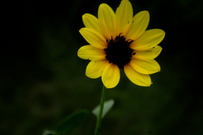 817countycook'ssunflower.JPG