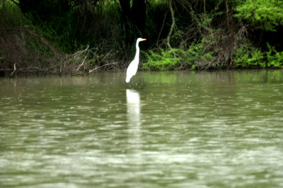 818couk'sgreategretintherain.JPG
