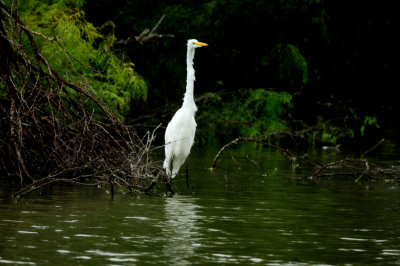 818couk'sgreateegret.JPG